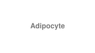 Adipocyte