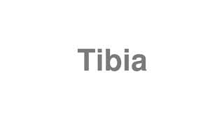 Tibia