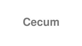 Cecum