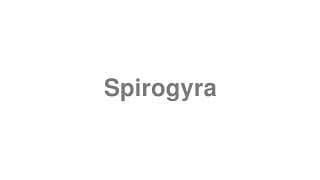 Spirogyra