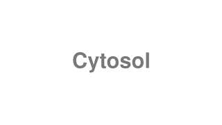 Cytosol