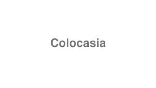 Colocasia