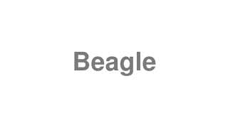 Beagle