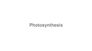 Photosynthesis