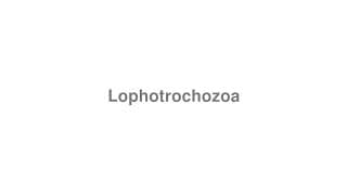 Lophotrochozoa