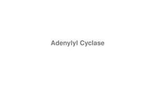 Adenylyl Cyclase