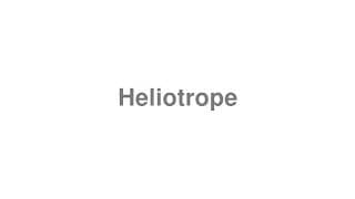 Heliotrope
