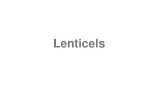 Lenticels