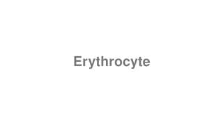 Erythrocyte