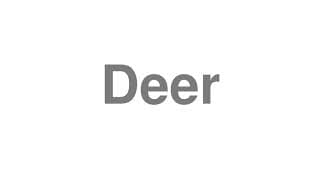 Deer