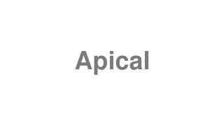 Apical