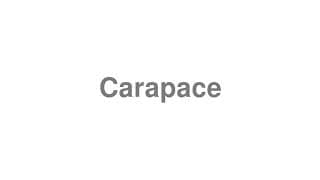 Carapace