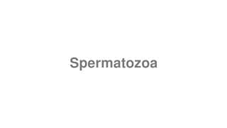 Spermatozoa