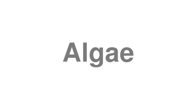 Algae