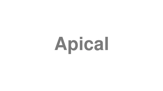 Apical