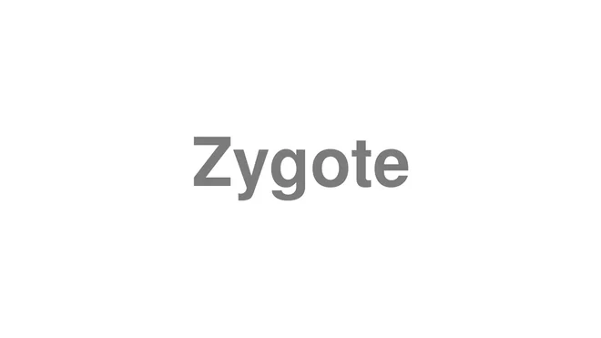 Zygote