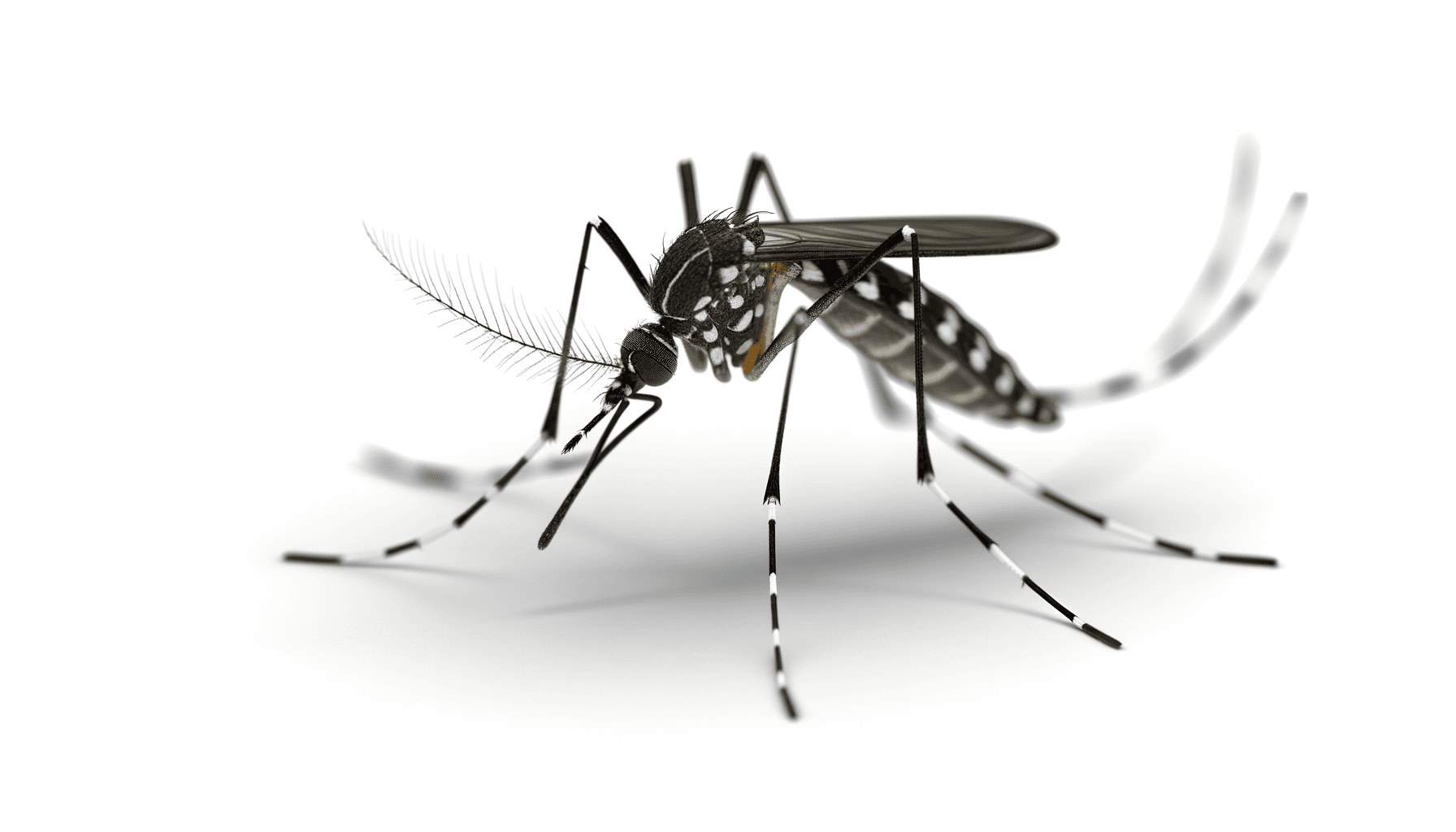 Aedes Aegypti: Understanding the Mosquito Threat Today
