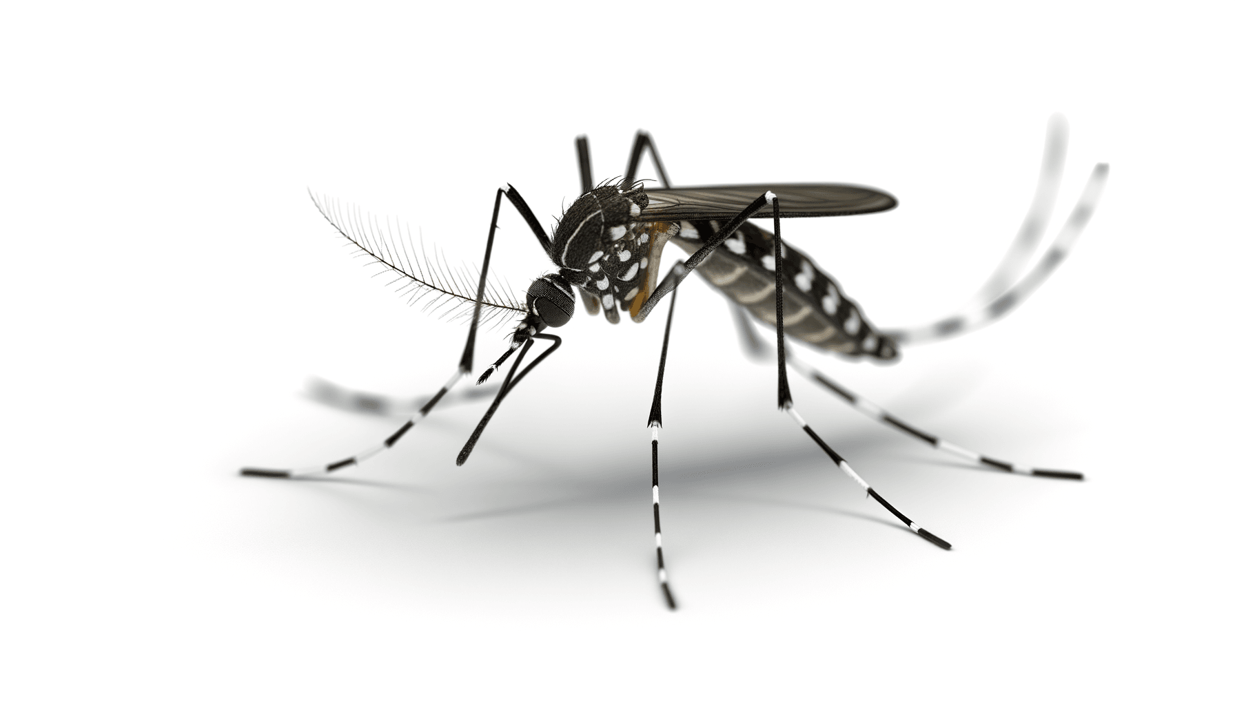 Aedes Aegypti: Understanding the Mosquito Threat Today
