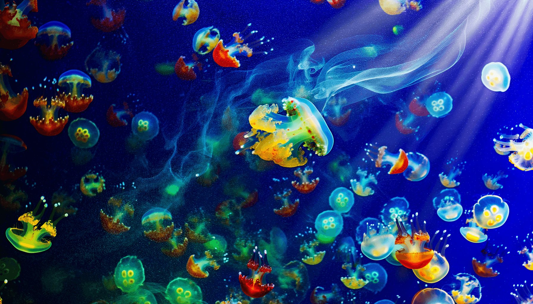 Dive Into The Enigmatic World Of Scyphozoa