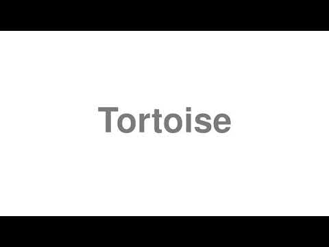 How To Pronounce Tortoise Video